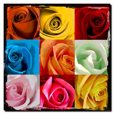 Trademark Fine Art Andy's Rose Patch by Miguel Paredes-Gallery Wrapped Canvas, 14x14 MP0568-C1414GG